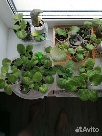 Сортовые фиалки, детки, стартер, с бутонами