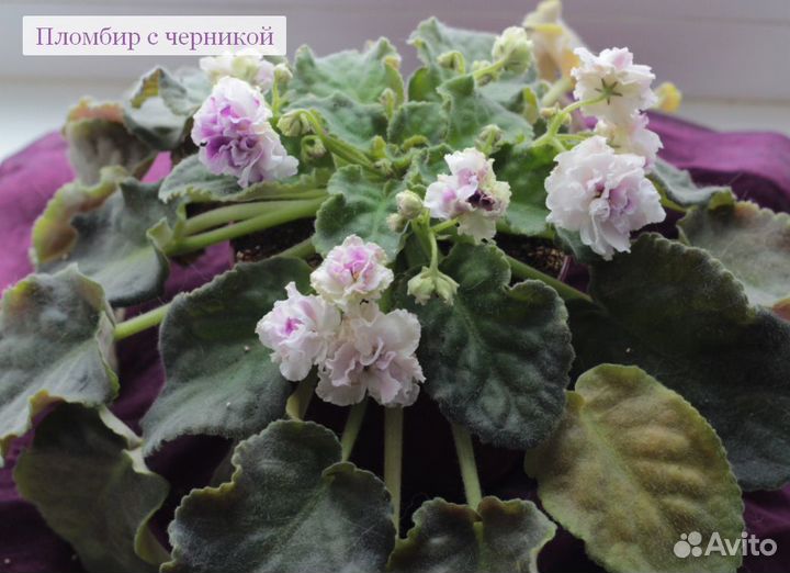 Детки, стартеры, головы и листики сортовых фиалок