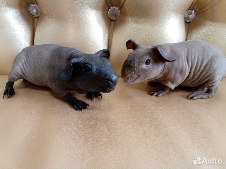 Морские свинки скинни и болдуин девочки