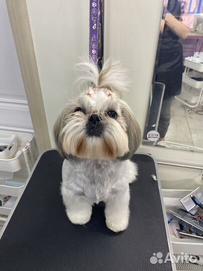 Груминг собак с выездом на дом, стрижка