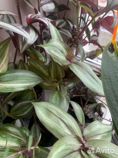 Цветы в наличии