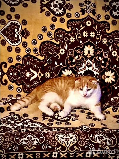 Отдам в добрые руки