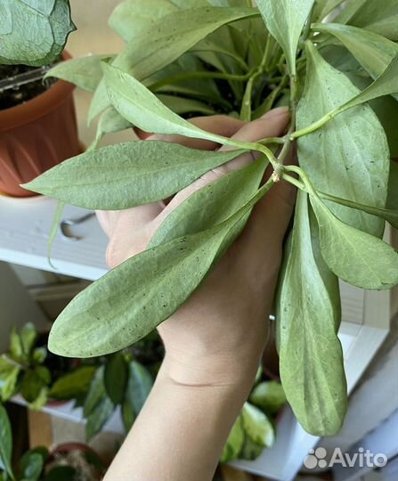 Хойи на срез