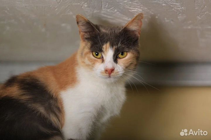 Руди ищет дом