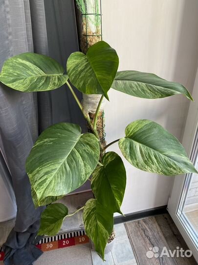 Эпипремнум марбл квин моссток