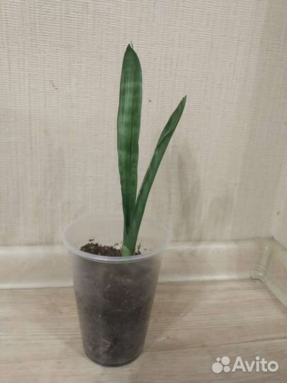 Сансевиерия массониана, яваника
