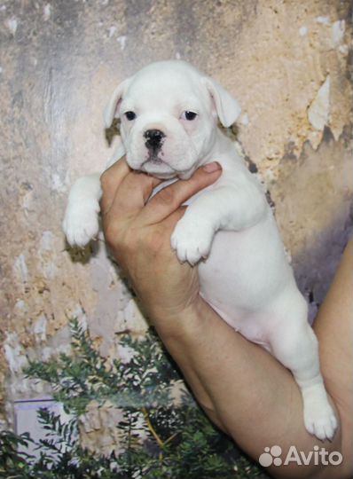 Французский бульдог щенки