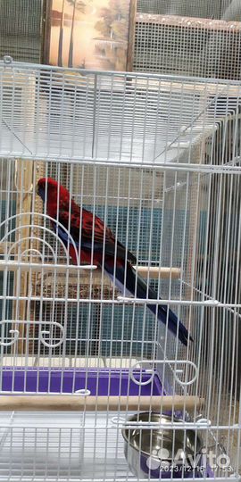 Розеллы пенантовые(пара)