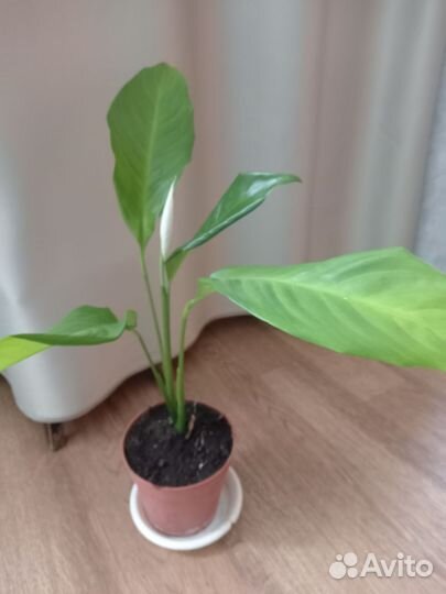 Спатифиллум