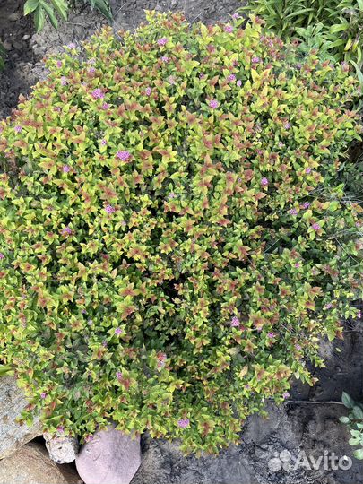 Спирея японская