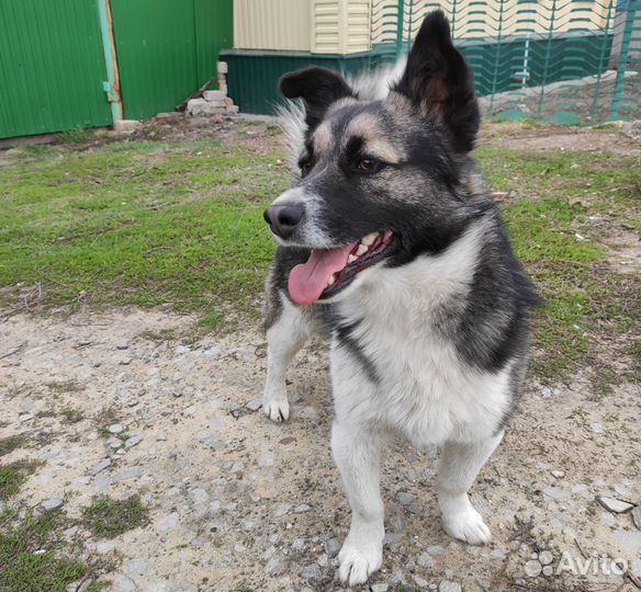 Собака в добрые руки маленькая порода бесплатно
