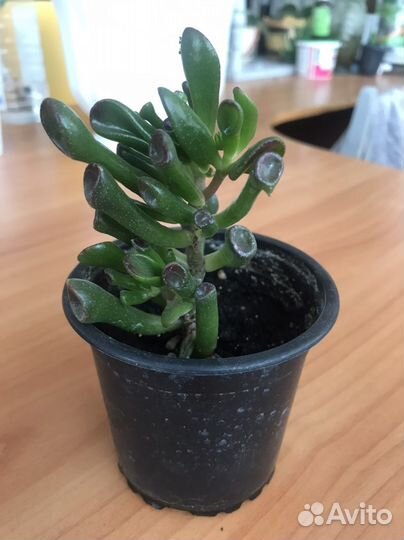 Крассула толстянка