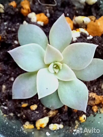 Эхеверия агавовидная