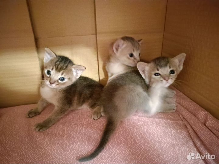 Абиссинские малыши