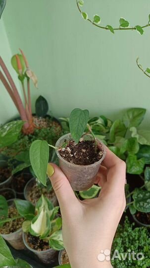 Комнатные растения