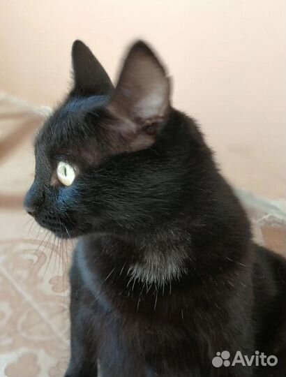 Котик-бегемотик Уся