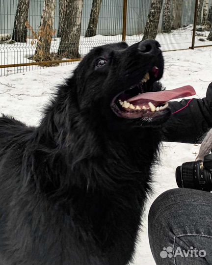 Молодой пес ищет дом