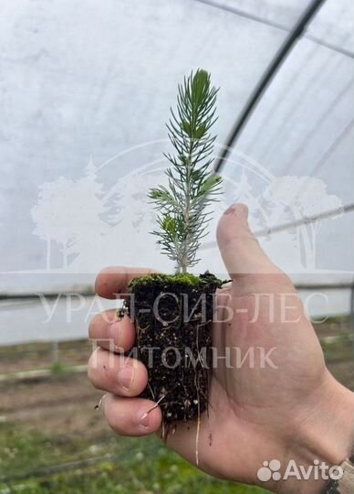 Голубая ель зкс сеянцы