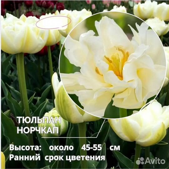 Махровые Тюльпаны -Европейская поставка