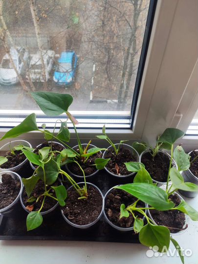 Антуриум mini