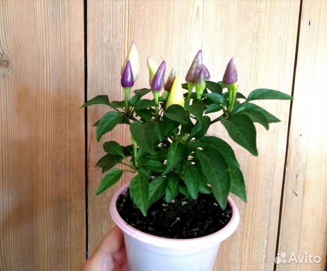 Декоративный перец, семена, кустики с плодами