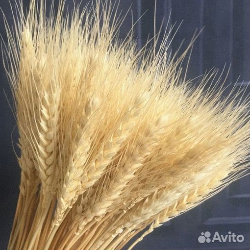 Рожь декоративная