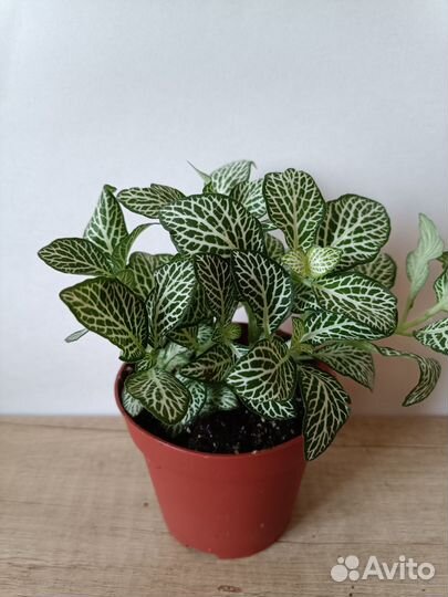 Фиттония в ассортименте