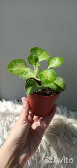 Плектантус