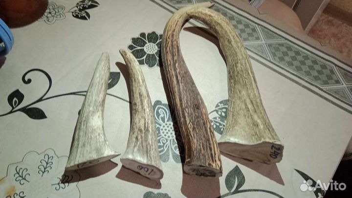 Рога оленя, лося для собак