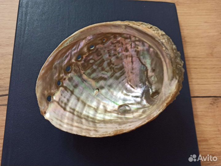 Морская раковина