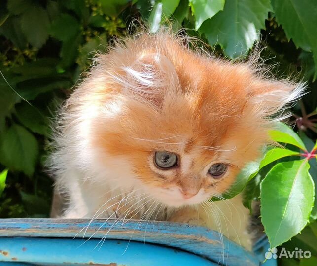 Котята золотая шиншилла