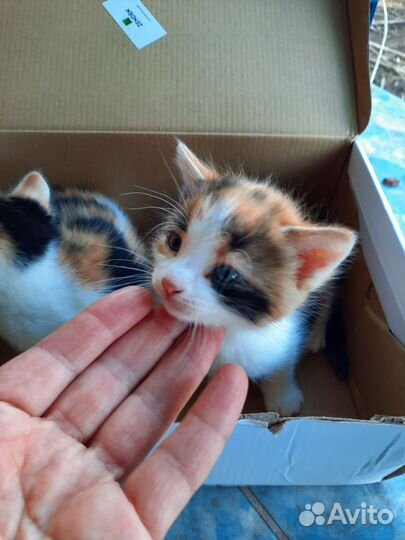 Котята в добрые руки бесплатно