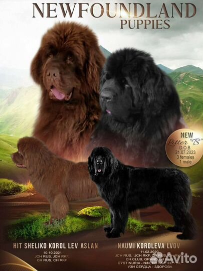 Ньюфаундленд