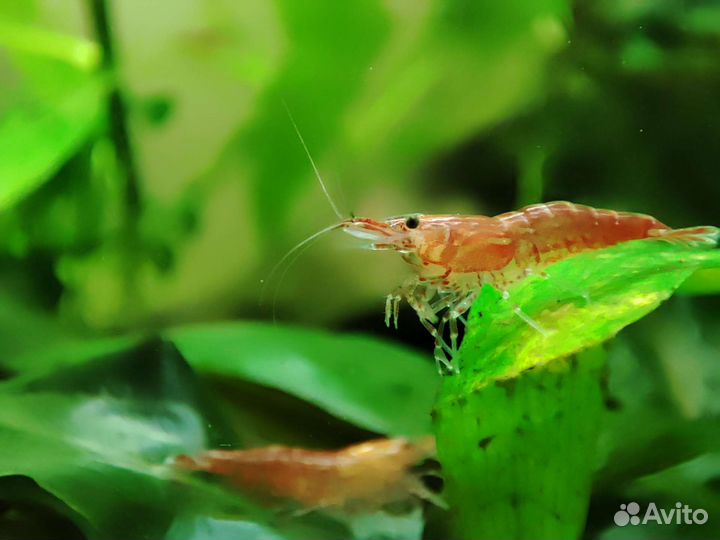 Креветки Вишня 20р. Гуппи эндлера