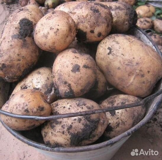 Продам картофель