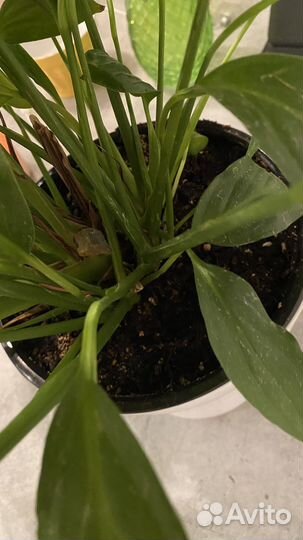 Спатифиллум