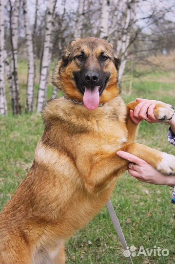 Бурбон - Молодой рыжий пес ищет любящего хозяина