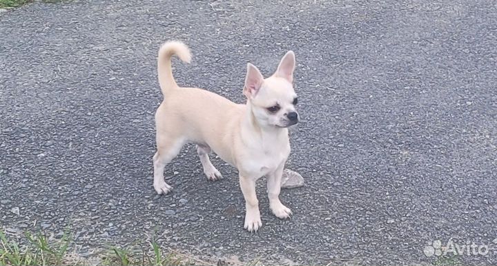 Чихуахуа мини мальчик