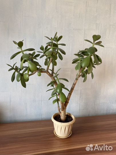 Толстянка (денежное дерево)