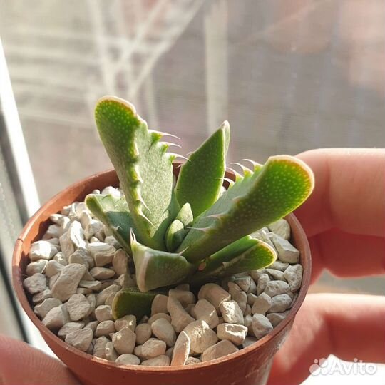 Суккуленты