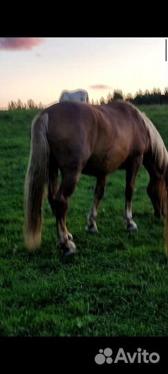 Лошадь живым весом