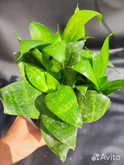 Сансевиерия Ханни