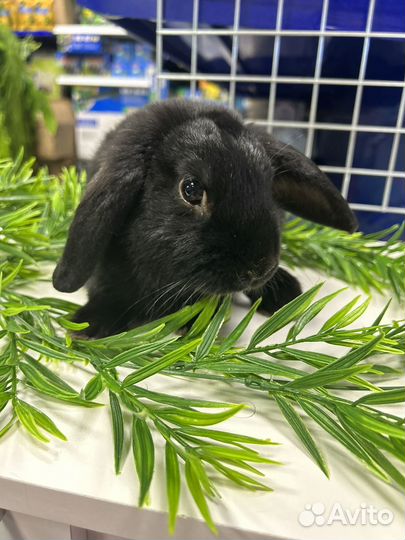 Декоративные кролики