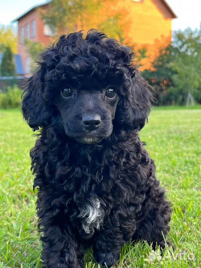 Пудель миниатюра