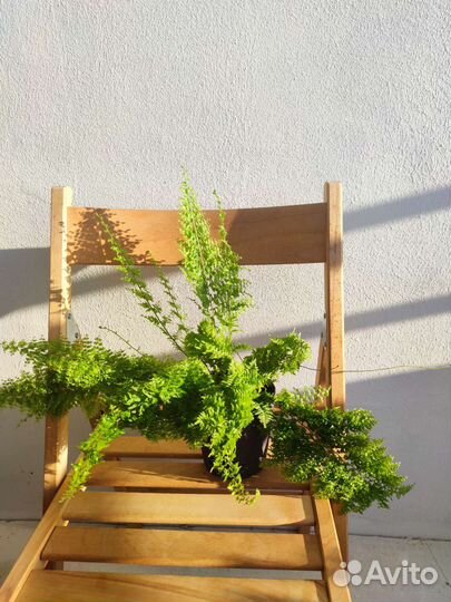 Папоротник мариса + Urban jungle