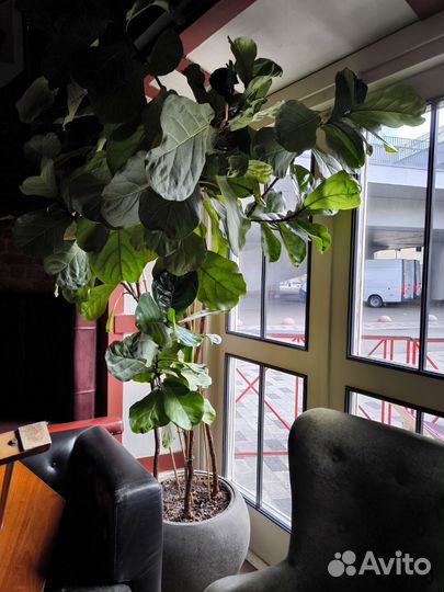 Озеленение помещений