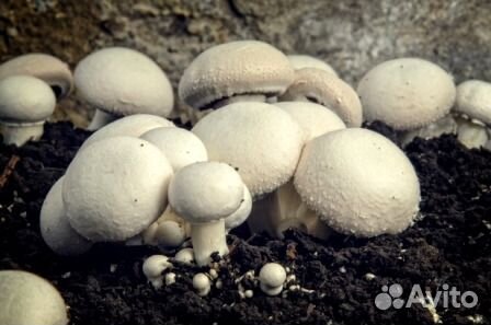 Для выращивания шампиньонов