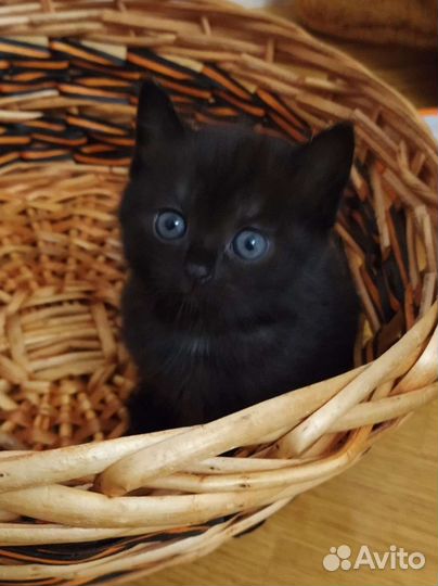 Британская