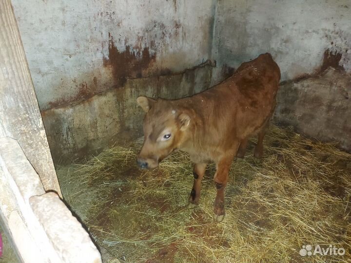 Продаются телета