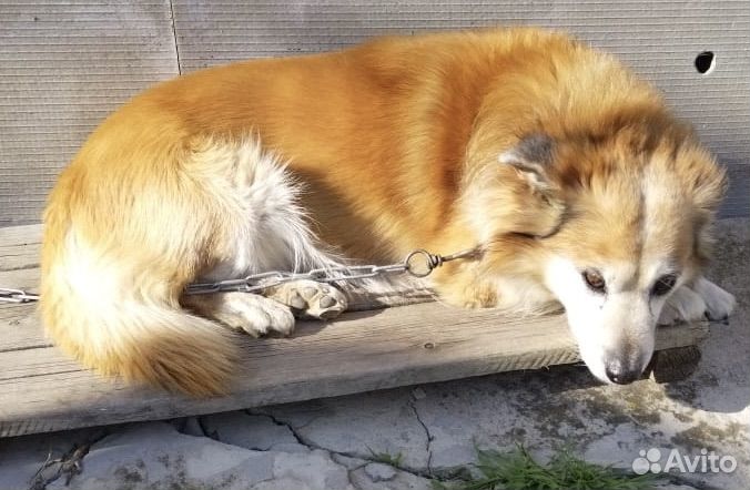 Пряжа из собачьей шерсти